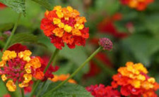 Lantana camara graines d'occasion  Paris II