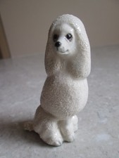 white poodle for sale  DAVENTRY