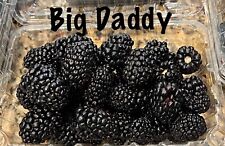 Pack big daddy for sale  Fresno