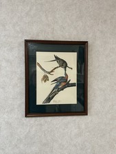 Framed audubon print for sale  Jacksonville