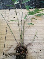 Usado, Bambu FARGESIA RUFA LIVE Planta bambu ÚNICAS HASTES  comprar usado  Enviando para Brazil