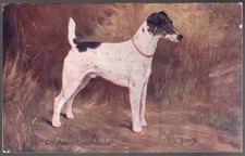 smooth fox terrier for sale  NORWICH