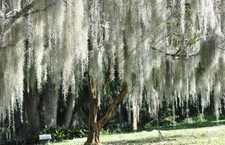 Live spanish moss for sale  Lucedale