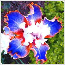 Bulbo iris iris usato  Roma