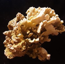 Natural white coral for sale  Ithaca