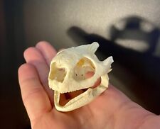 Taxidermy skull cabinet usato  Roma