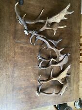 fallow deer antlers for sale  BISHOP'S STORTFORD