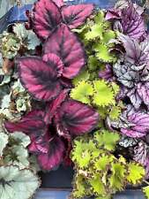 Begonia rex bare for sale  ANTRIM