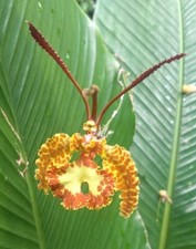 Orchid Orchidee Orquídea Psychopsis krameriana x sib  (2 Pr) na sprzedaż  PL