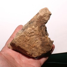 Triceratops skull chunk for sale  Isabel