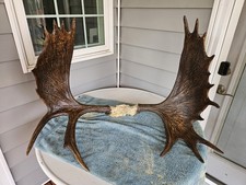 Set stained moose for sale  Baker City