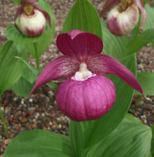 80002445 cypripedium macranthu gebraucht kaufen  Reutlingen