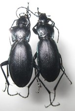 carabus d'occasion carabus d'occasion Fontenay-sous-Bois