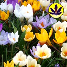 Crocus species mixed for sale Crocus species mixed for sale  UK
