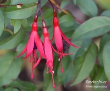 Winterharte fuchsie brockenfeu gebraucht kaufen  Springe