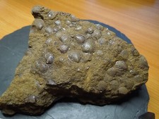 Versteinerte muscheln gebraucht kaufen  Cremlingen