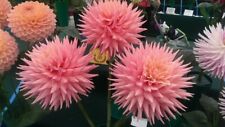 Dahlia pot tuber.....ruskin for sale  OXFORD