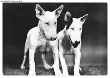 Bfp1 0974 chien d'occasion  France