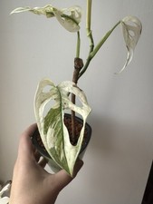 Plante intérieur monstera d'occasion  Plestin-les-Grèves