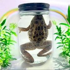 Wet specimen preserved for sale  Knoxville