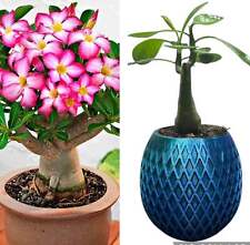 Compact desert rose for sale  ANTRIM