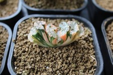 hokusai gebraucht kaufen hokusai gebraucht kaufen Göttin, -Neustadt
