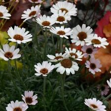 Daisy plug plants for sale  LONDON