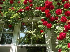 Spring growing red for sale  BIRMINGHAM