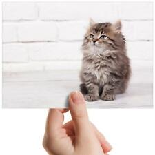 Fluffy kitten cat for sale  SELBY