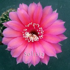 Echinopsis hybrid ramona usato  Trivignano Udinese