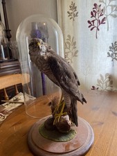 Taxidermy sparrow hawk for sale  BURES