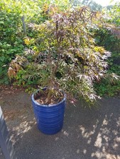 tree pots large pots for sale tree pots large pots for sale CRAWLEY
