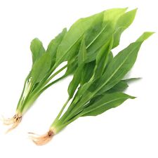Echinodorus amazonicus amazon for sale  HOUNSLOW