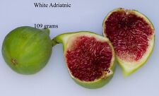 Sale fig cuttings for sale  Port Orange