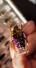 Stephanorrhina guttata aschant d'occasion  Expédié en Belgium
