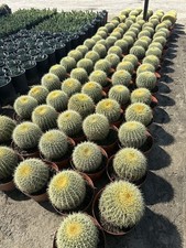 Golden barrel cactus for sale  Thousand Palms