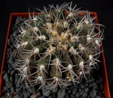 Jahre gymnocalycium asterium gebraucht kaufen  Marktl