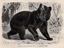 Black bear american for sale  Brooklyn