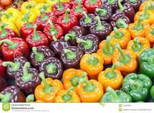 Graines poivrons multicolores d'occasion  Neuilly-sur-Marne