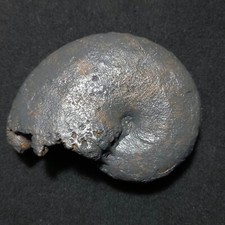 Macrophylloceras sp. fossili usato  Italia