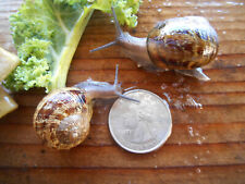 Two large live for sale  Santa Barbara