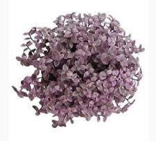 Callisia repens pink for sale  BIRMINGHAM