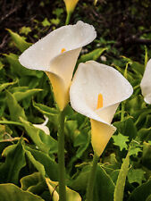 Calla lily flower for sale  Hamilton