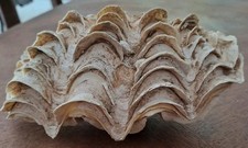 Coquillage benitier parties d'occasion  France