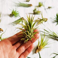 Air plant lucky for sale  OLDHAM