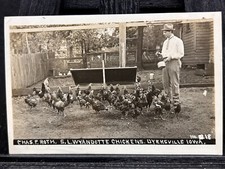 Dyersville iowa chicken for sale  Sapulpa
