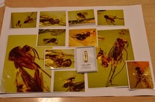 Fossil copal amber for sale Fossil copal amber for sale  UK