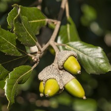 Quercus ilex 18 for sale  UK