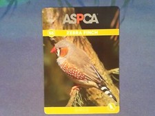 Zebra finch bird for sale  Saint Louis