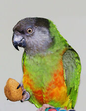 senegal parrot for sale senegal parrot for sale Fort Lauderdale